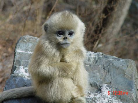 【濒危--哺乳类】黔金丝猴- 中国生物多样性保护与绿色发展基金会
