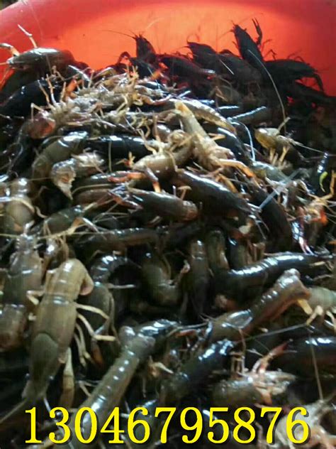 荣昌鸿澳生态渔业有限公司，澳洲淡水龙虾养殖，龙虾繁育
