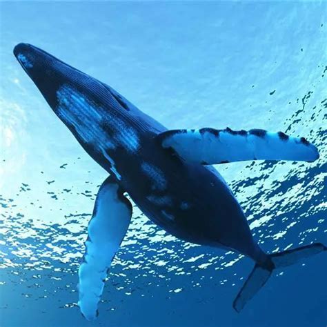 史上最大鱼类，重量堪比蓝鲸，嘴巴咬合力高达36吨，灭绝原因待解
