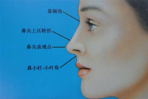 鼻子面相图解图片