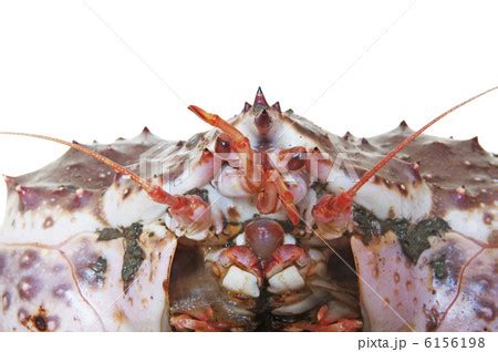 King Crabの写真素材 [6156198] - PIXTA