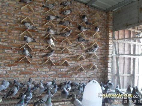 鸽舍建造--中国信鸽信息网相册