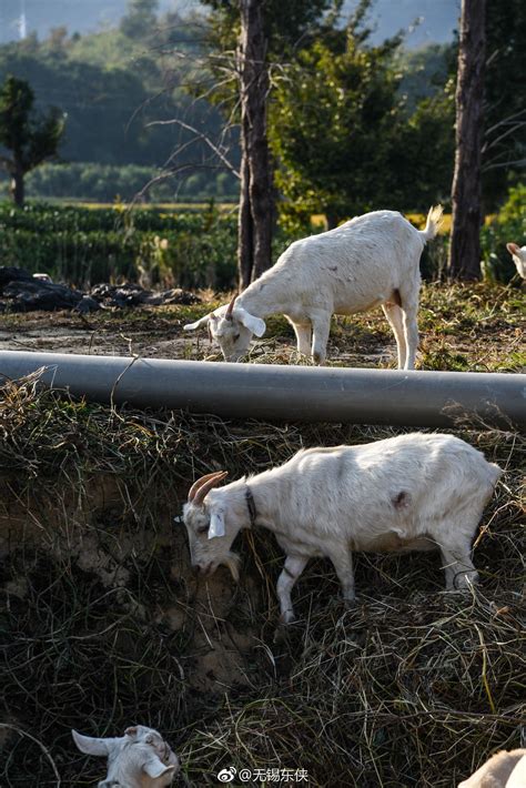 青青草原，美丽山岗，一群群牛羊。在马山也有这一幅田园牧歌