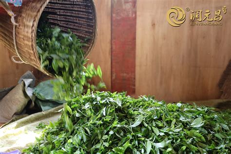 关于云南普洱茶的“渥堆发酵工艺”必须注意八个方面-藏锋号古茶