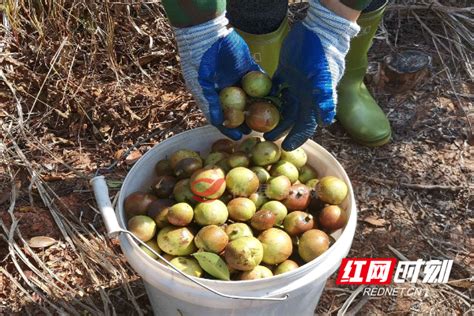 锦屏县：硕果飘香，油茶采摘正当时 - 黔东南文明网