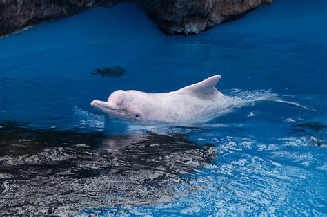 白鳍豚（淡水鲸类） - 搜狗百科