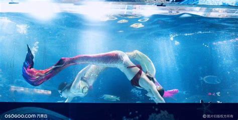 美人鱼双人表演 海洋主题人鱼演出 海狮演出带动全场|资源-元素谷(OSOGOO)