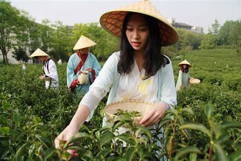 新华全媒+丨贵州安顺：茶企转型升级 助力乡村振兴 - 新华网客户端
