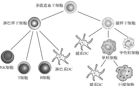 Dendritic cell come to town 肿瘤免疫中的树突细胞面面观