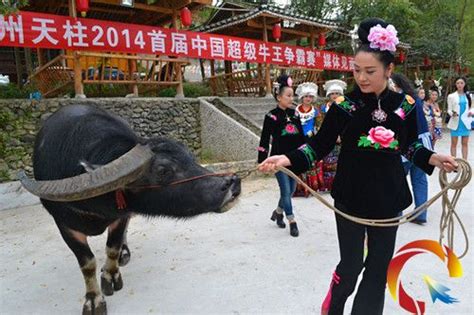 牛王争霸赛，贵州这个农村斗牛太精彩了！真热闹_腾讯视频