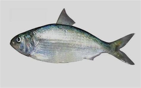 十大最贵淡水鱼品种及产地介绍 - 运富春