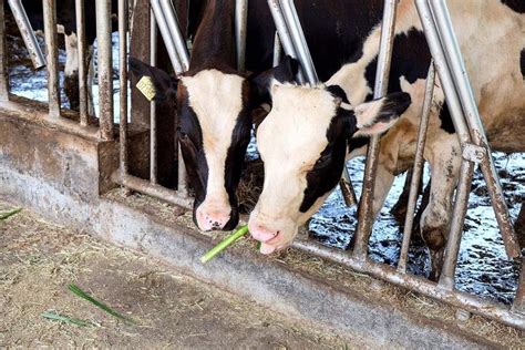 兽用B超检测奶牛怀孕的重要性 - 知乎