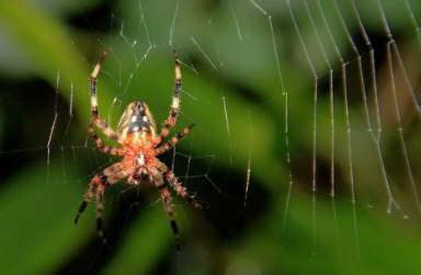 看到蜘蛛代表什么寓意，凌晨看见蜘蛛有什么意思？