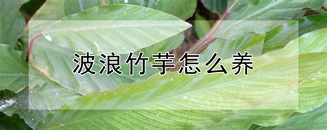 竹芋怎么养,植物,寓意(第5页)_大山谷图库