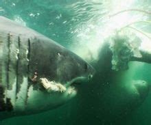 噬人鲨是什么 世界上最大的食肉鲨鱼_知秀网