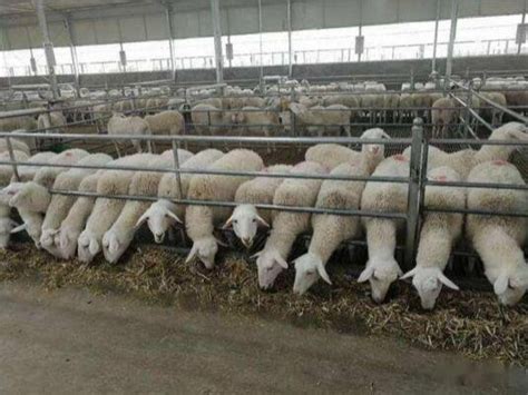 羊肉多少钱一斤，羊肉价格上涨的因素有哪些- 理财技巧_赢家财富网