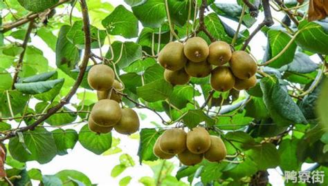 在果园中如何更好的让猕猴桃结果 在果园中如何让猕猴桃结果 - 农商网