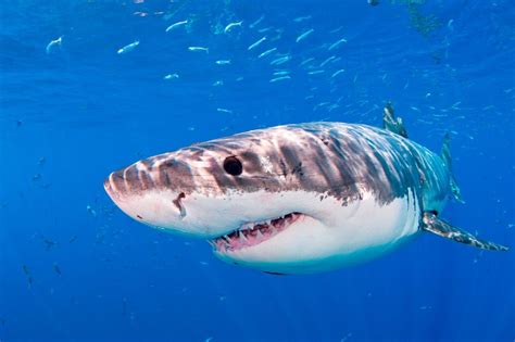 Weißer Hai: Raubfisch erstickt an Meeresschildkröte | STERN.de