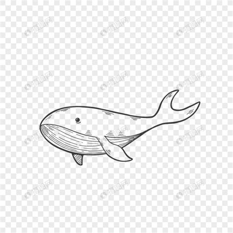 动物简笔画 鲸鱼的画法图解教程 肉丁儿童网