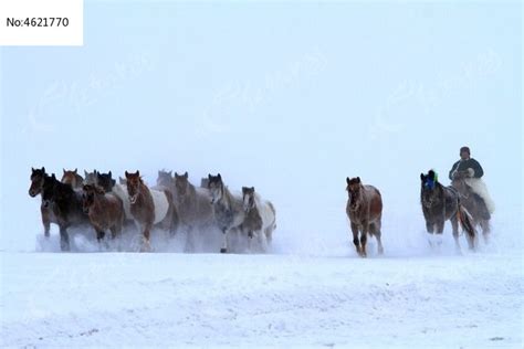 蒙古马的体型非常矮小，为什么驾驭这种马匹的蒙古骑兵却能战胜欧洲骑兵？ - 这里是草原