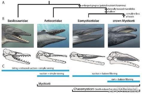 冠齿鲸：揭秘须鲸演化之路的起点 - 知乎
