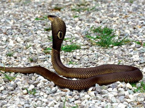 眼镜王蛇可以免疫其它毒蛇的毒液，为什么不能免疫自己的毒液？_体型_人类_争斗