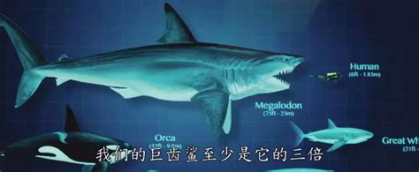 巨齿鲨吃掉大白鲨图片,氏鱼变异图片,比巨齿鲨还大的鲨鱼_大山谷图库