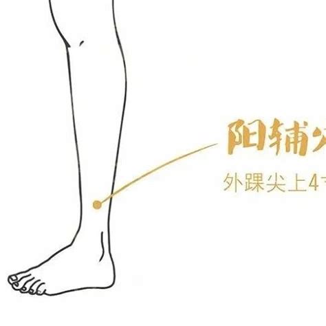 肝胆经络图图片