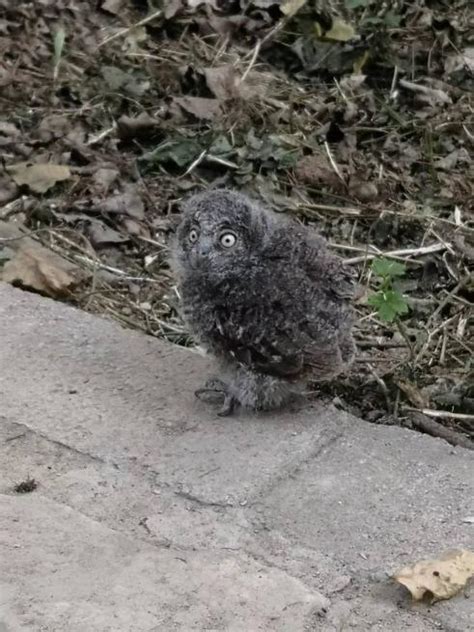 市民路边捡到一只幼鸟，专家：系国家二级保护动物东方角鸮_北京日报网