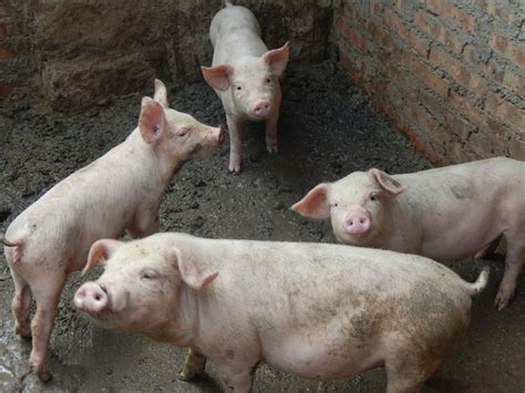 养猪场里的猪高清图片下载-正版图片503424943-摄图网