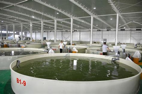 舟山水族馆新手开池 - 哥伦比亚巨暴鱼苗 - 广州观赏鱼批发市场
