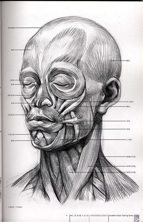 人体素描知识：头骨各角度素描图片