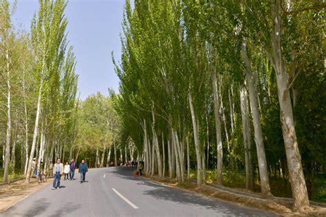 深秋的白杨树林，金黄的树冠，漂亮的纯粹|摄影|风光|沸腾视觉 - 原创作品 - 站酷 (ZCOOL)