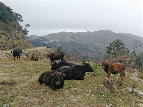 山坡上的两头牛简谱,东边山上有两头牛,两头牛简_大山谷图库