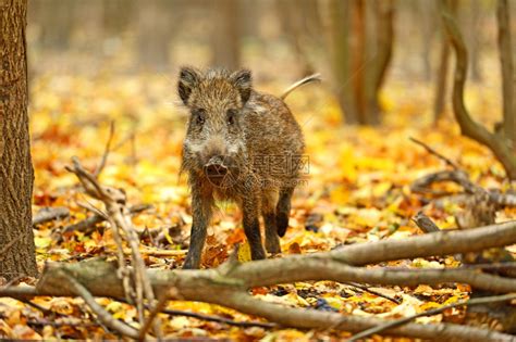 秋天森林里的野猪高清图片下载-正版图片503320010-摄图网