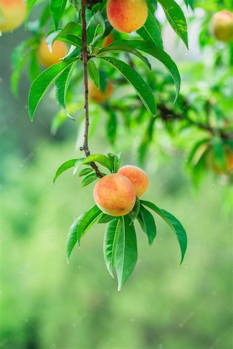 秋季桃子桃树果实成熟摄影图配图高清摄影大图-千库网