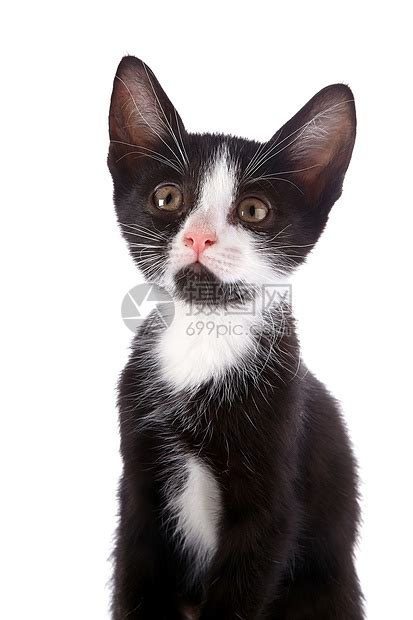 黑白小猫,宠物,动物摄影,摄影,汇图网www.huitu.com