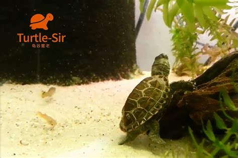 爬行的海龟图片-沙滩上的爬行的海龟素材-高清图片-摄影照片-寻图免费打包下载