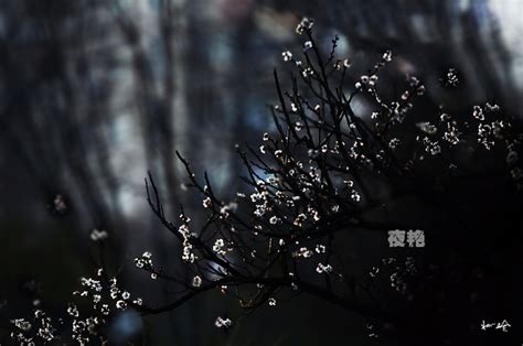 夜艳】（梅花三弄）摄影图片】上海大宁绿地生态摄影_最初的苍老_太平洋电脑网摄影部落