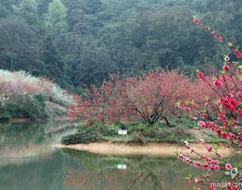 在那桃花盛开的地方，是丹东河口的万亩桃园~_国内旅游_什么值得买