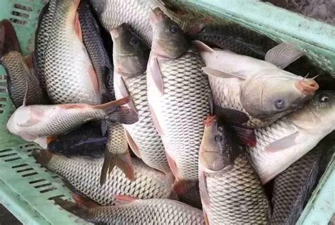 鲈鱼多少钱一斤，2019年鲈鱼价格预估 - 鲜淘网