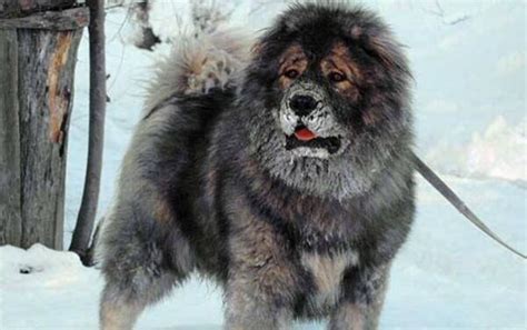 大藏獒对战比特犬，看看谁是犬类之王？