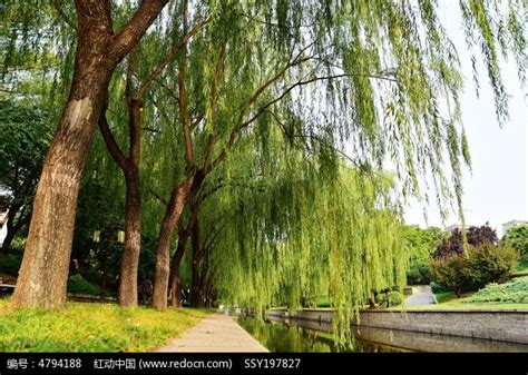河边的柳树高清图片下载_红动中国