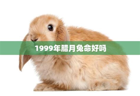 1999年腊月兔命好吗(解析兔年腊月出生的人运势如何)