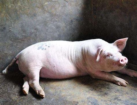 一只猪躺着的图片,一只猪图片,一个人躺着的图片_大山谷图库