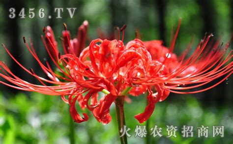 传说中的彼岸花，在西安大兴善寺盛开。红色的彼岸花又称曼珠沙华