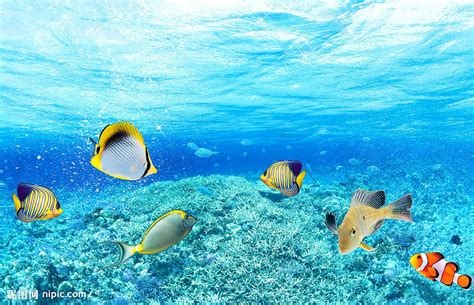 海底世界图片-珊瑚和热带鱼美丽的海底世界素材-高清图片-摄影照片-寻图免费打包下载
