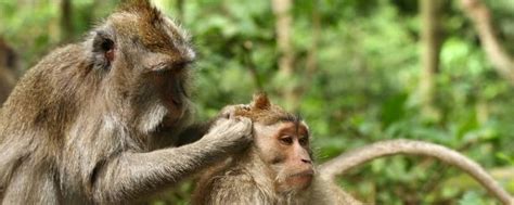 猴子吃什么食物，附寿命有多长，世界上猴子之 - 农敢网