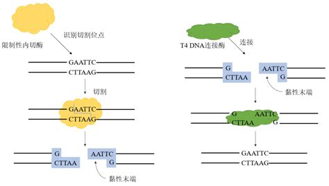 一文读懂超高连接效率的T4 DNA连接酶