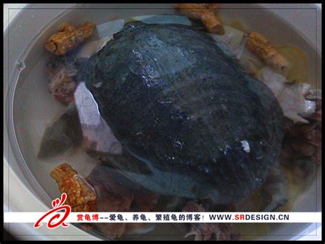 中国烹饪大师20年坚持做好一道菜——甲鱼__凤凰网